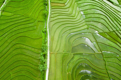 Aerial view panoramic green rice fields