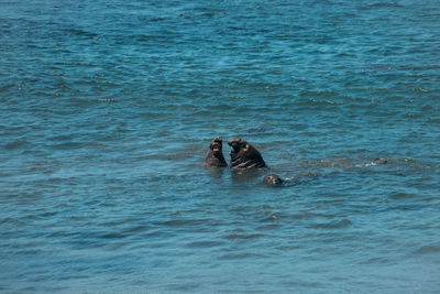 Sealions fighting