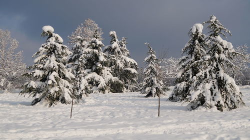 Pine trees on snow covered land against sky