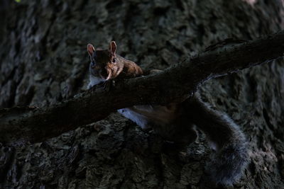 View of lizard on tree trunk