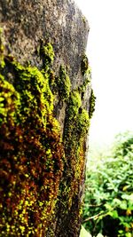 Low angle view of moss growing on tree trunk