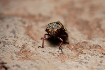 Close-up of spider