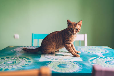 Portrait of cat sitting at home