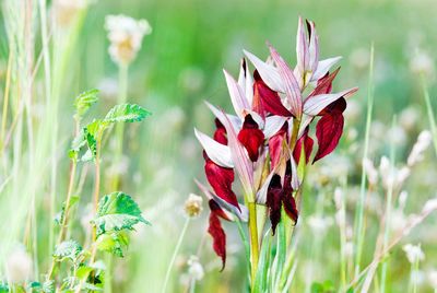 Close-up of red flowering plant on field