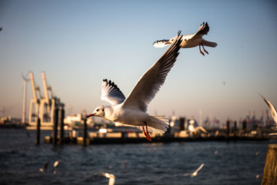 Seagulls flying over sea against sky