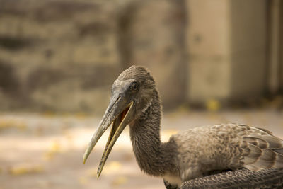 Close-up of bird