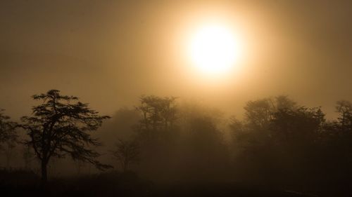 Silhouette trees in forest against sky during sunset