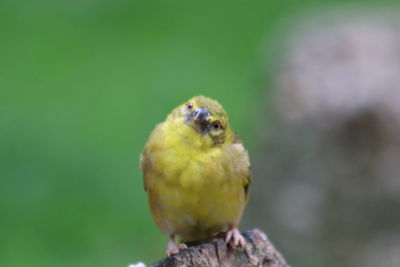 Close-up of bird perching on leaf