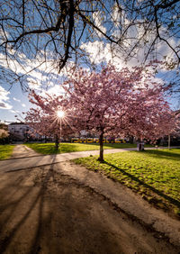 Bare tree on field