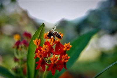 Close-up of bee pollinating on flower