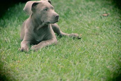 Dog sitting on grass