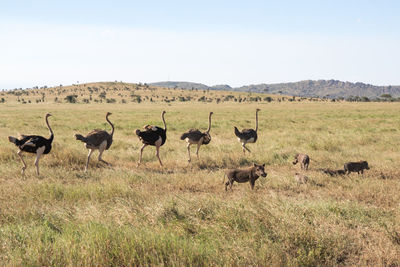 Flock of sheep in a landscape