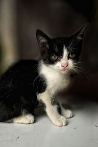 Close-up portrait of a cat