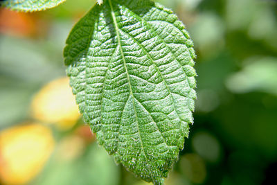 Close-up of fresh green leaves