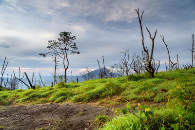 Trees on field against sky