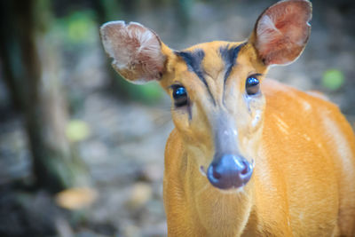 Portrait of deer