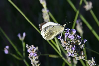 Close-up of butterfly pollinating on purple flower