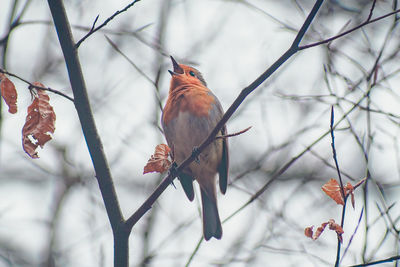 Close-up of bird perching on branch