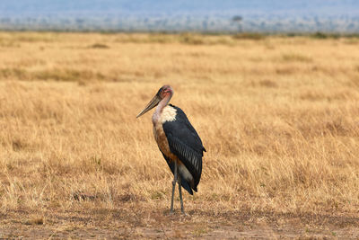 Marabou stork at the masaai mara