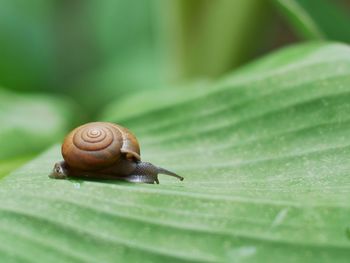 Close-up of snail on leaf