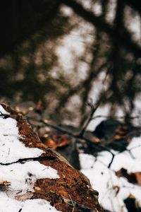 Close-up of snow on tree