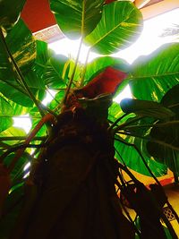 Low angle view of trees