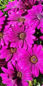 Close-up of pink flowers