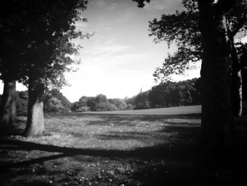 Trees on landscape