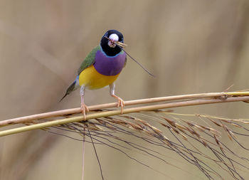 Close-up of bird perching on plant