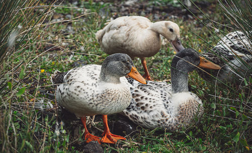 High angle view of duck on field