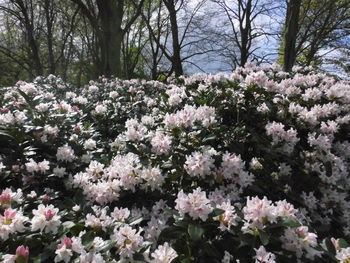 Close-up of flowers on tree