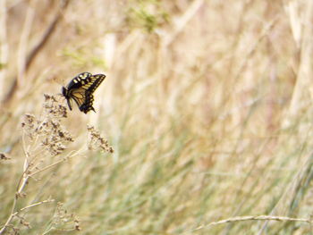 Close-up of butterfly on flower