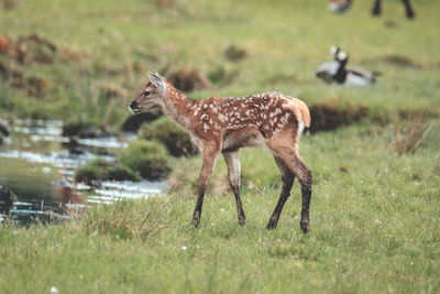 Side view of deer standing on field