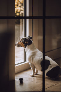 Dog sitting by window