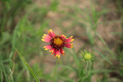 Close-up of flower blooming outdoors