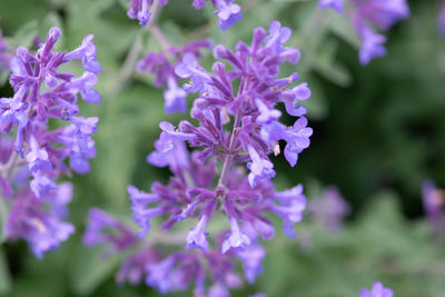 Close-up of purple flowering plants