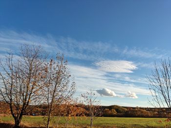 Bare tree on field against sky