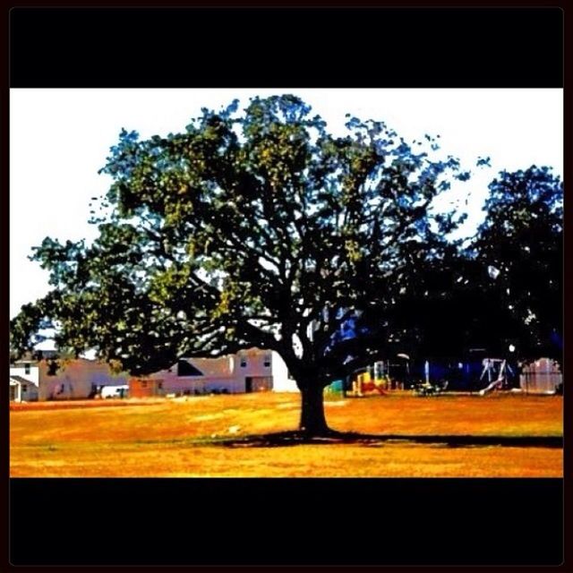 transfer print, auto post production filter, tree, building exterior, built structure, architecture, clear sky, sky, sunlight, growth, outdoors, day, city, house, nature, shadow, no people, incidental people, car, road