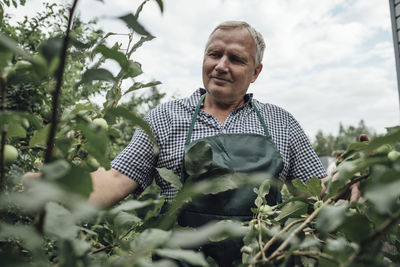 Gardener looking at apple tree in garden