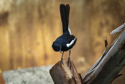 Close-up of birds perching on wood