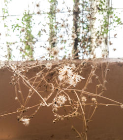 Close-up of plant against sky