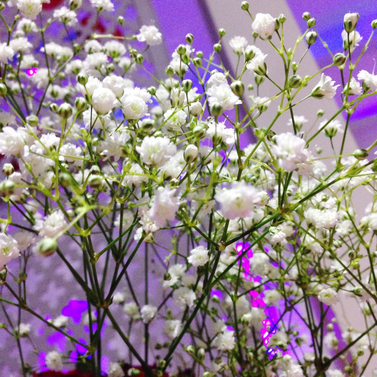 flower, freshness, fragility, growth, purple, beauty in nature, petal, nature, blooming, plant, flower head, in bloom, close-up, blossom, focus on foreground, botany, stem, selective focus, abundance, day