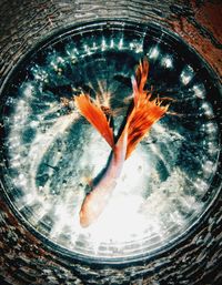 Close-up of fish swimming in tank