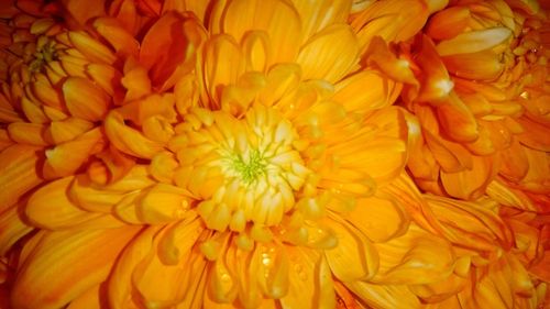 Close-up of yellow flower