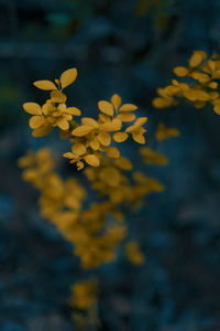 Close-up of yellow flowering plant