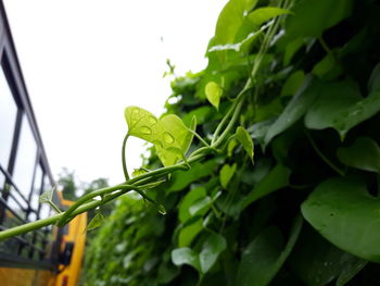 Close-up of insect on plant
