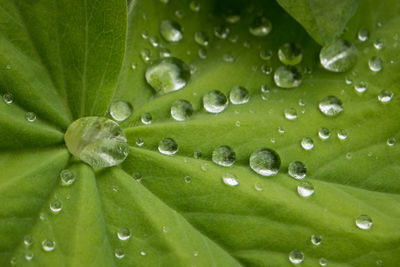 Macro shot of water drops on green leaf