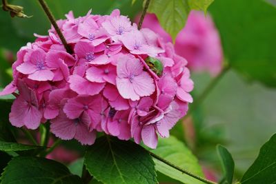Close-up of pink flowers blooming outdoors