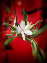 Close-up of red flowering plant