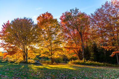 Trees growing in park during autumn